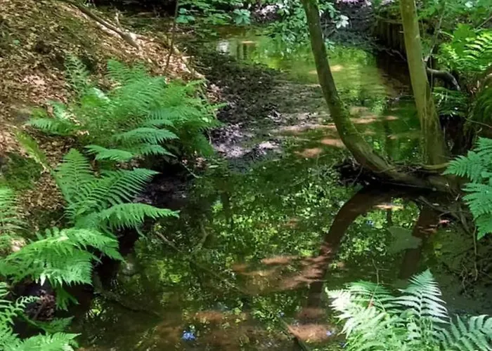 Boshof 5 In Bosrijke, Rustige Omgeving! Ermelo