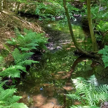 Boshof 5 In Bosrijke, Rustige Omgeving! Ermelo