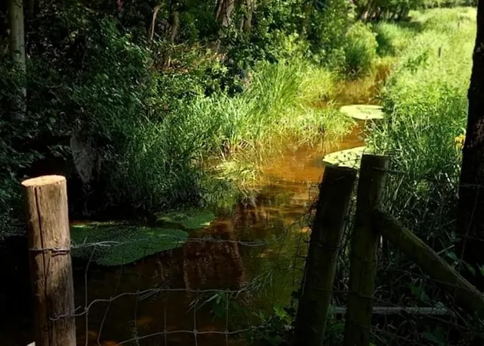 Boshof 5 In Bosrijke, Rustige Omgeving! Tatil Evi