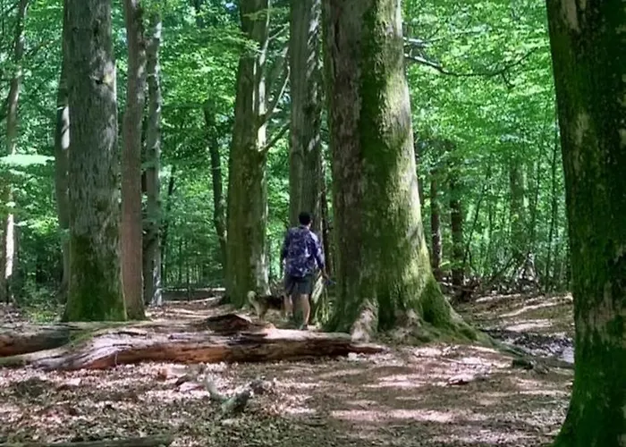 Boshof 5 In Bosrijke, Rustige Omgeving!